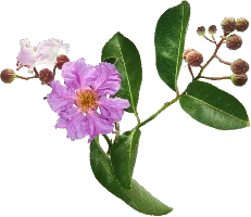 Banaba Leaf