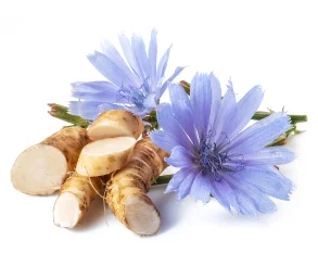 Chicory