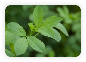 Alfalfa Leaf