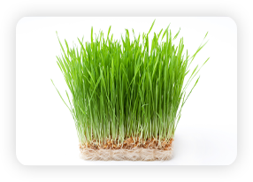 Wheat Grass