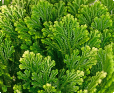 Huperzia