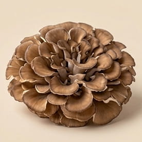 Maitake