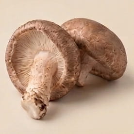 Agaricus