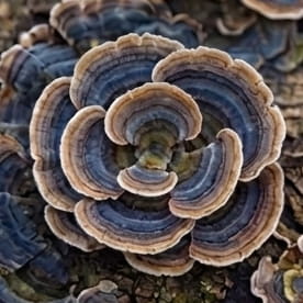 Turkey Tail
