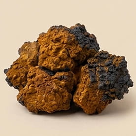 Chaga
