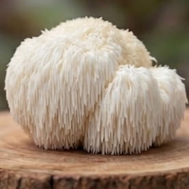 mush_lions_mane