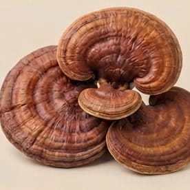 Reishi