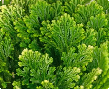 Huperzia
