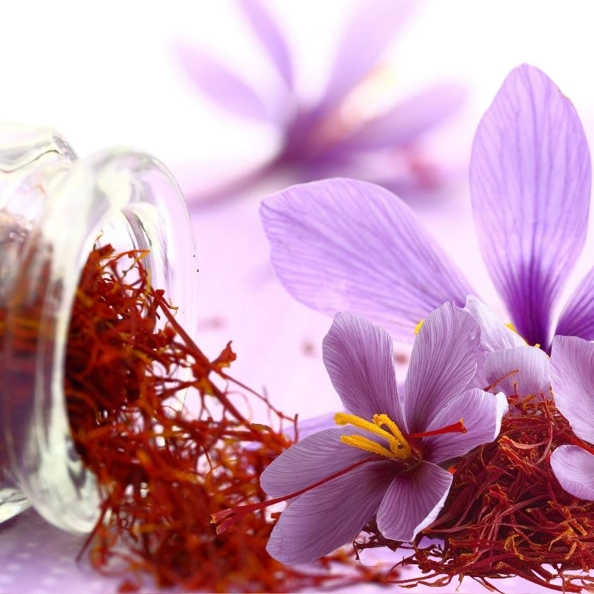 Pure Saffron Extract Flower and Spice